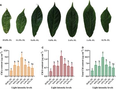 Responses of photosystem to long-term <mark class="highlighted">light stress</mark> in a typically shade-tolerant species Panax notoginseng